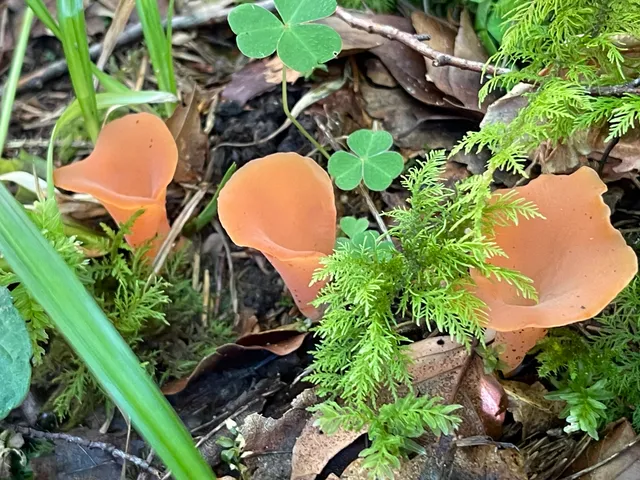 Apricot jelly
