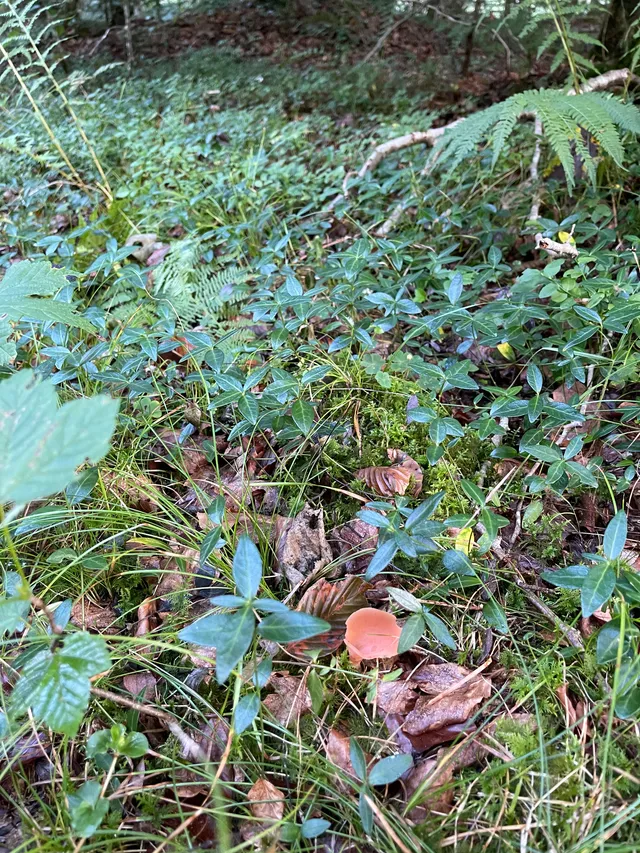 Apricot jelly