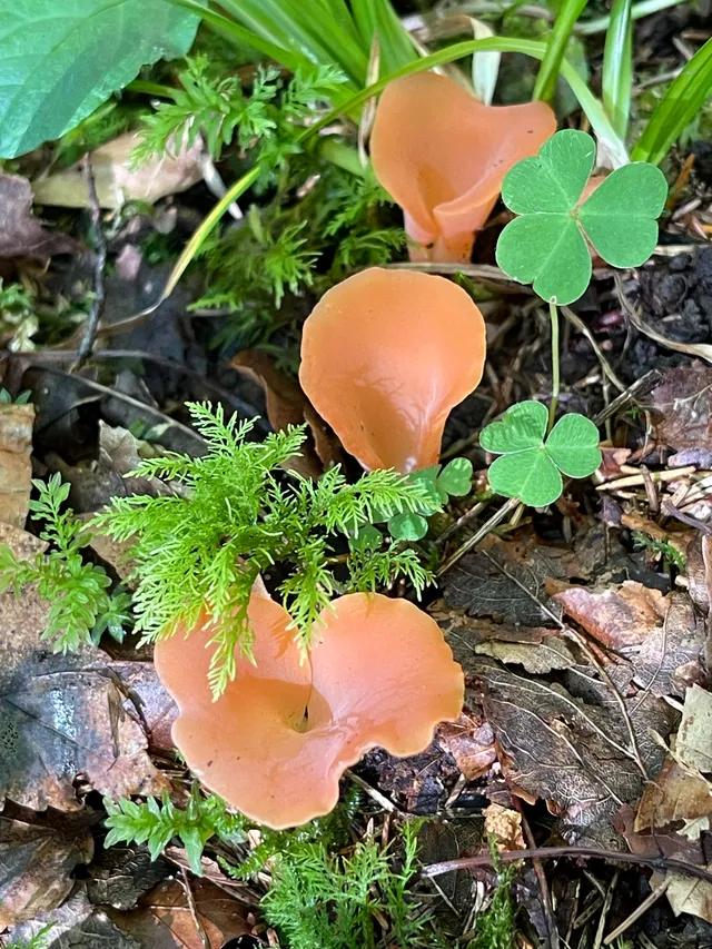 Apricot jelly