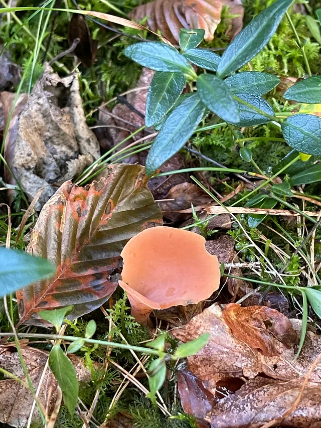 Apricot jelly