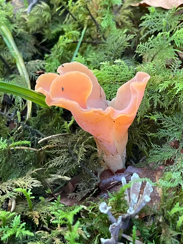 Apricot jelly