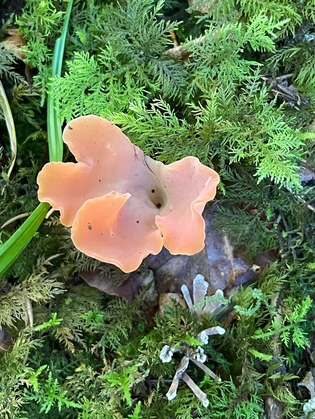Apricot jelly