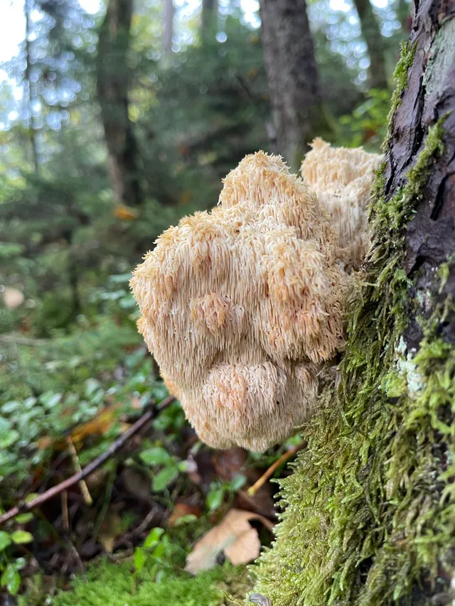 Hericium flagellum