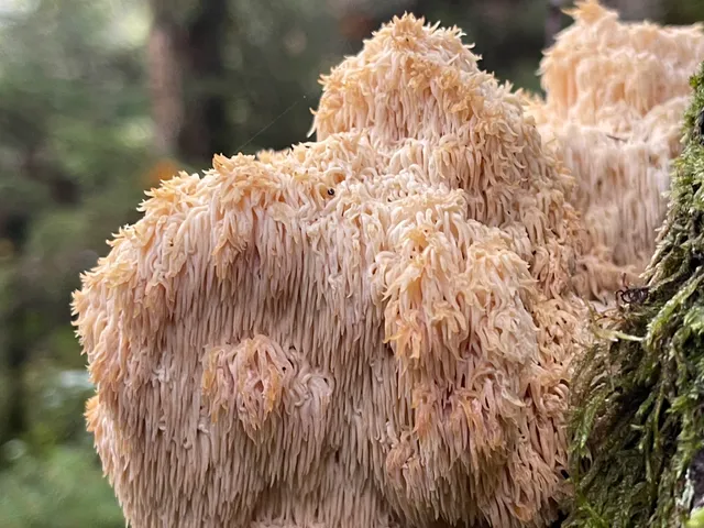 Hericium flagellum
