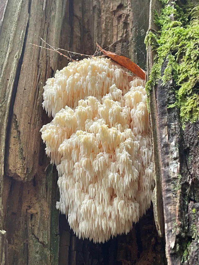 Hericium flagellum