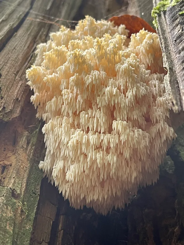 Hericium flagellum
