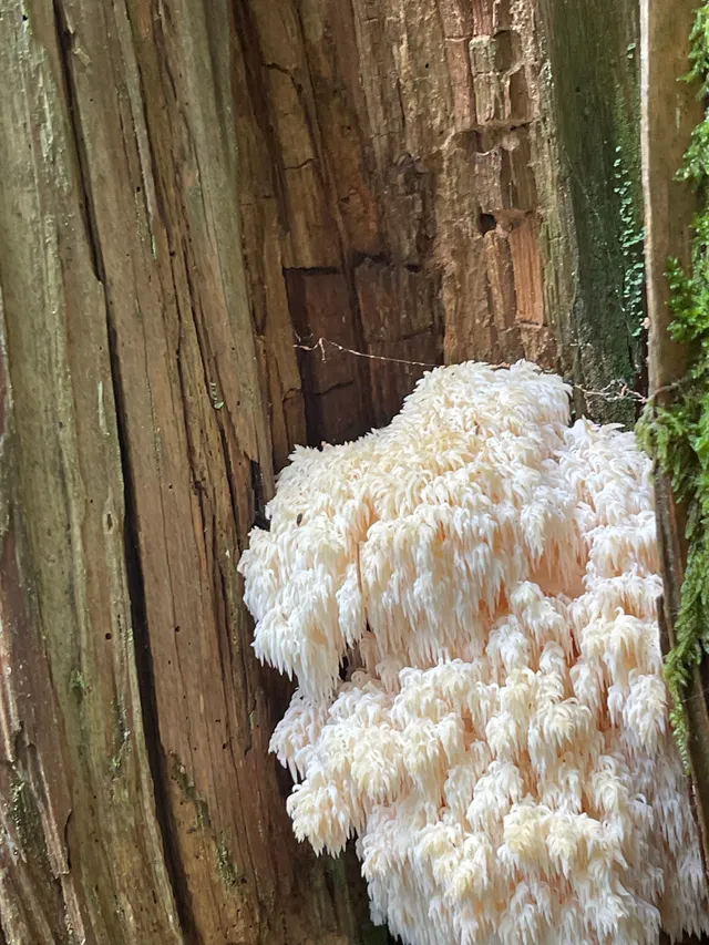 Hericium flagellum