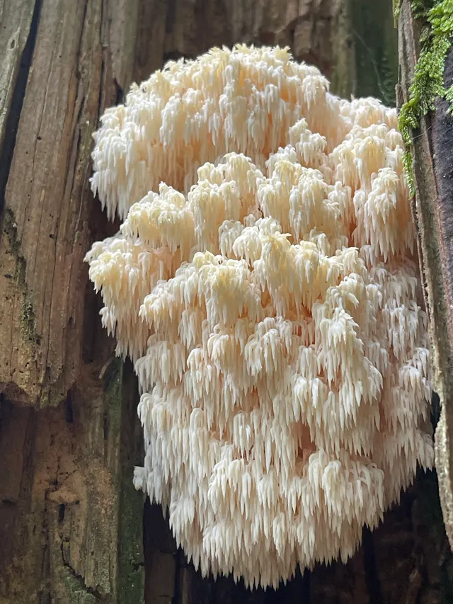 Hericium flagellum