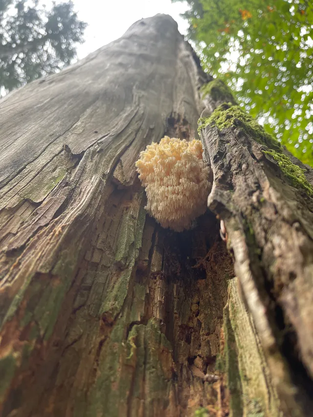 Hericium flagellum