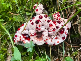 Devil's tooth