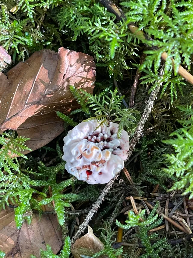 Devil's tooth