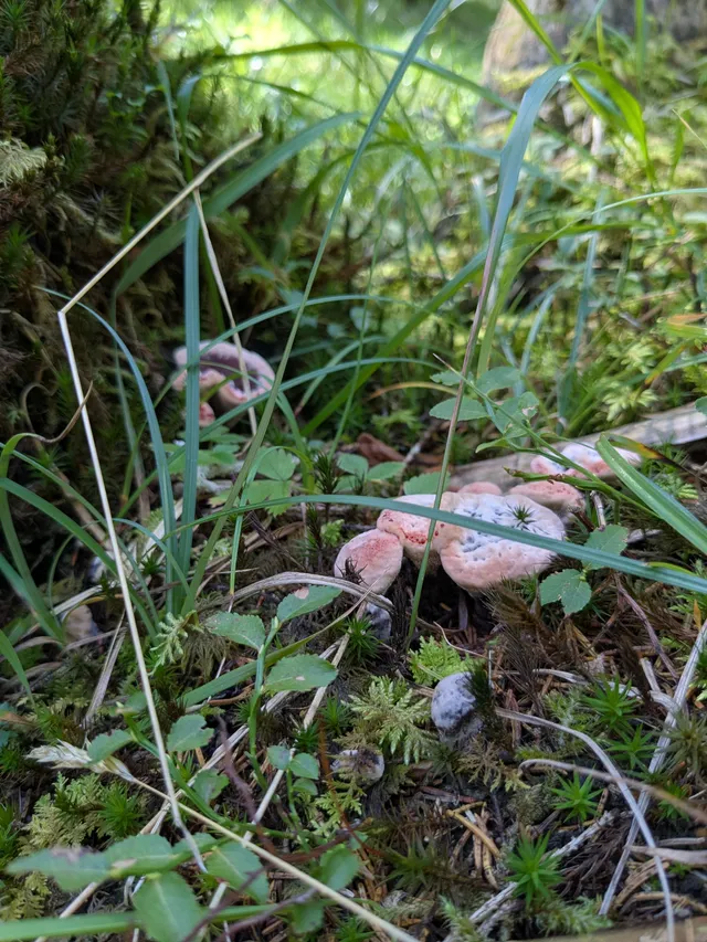 Devil's tooth