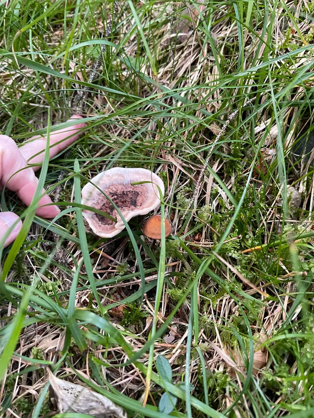 Devil's tooth
