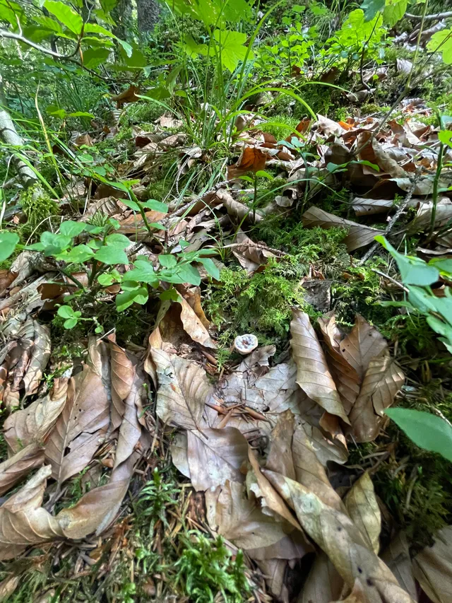 Devil's tooth