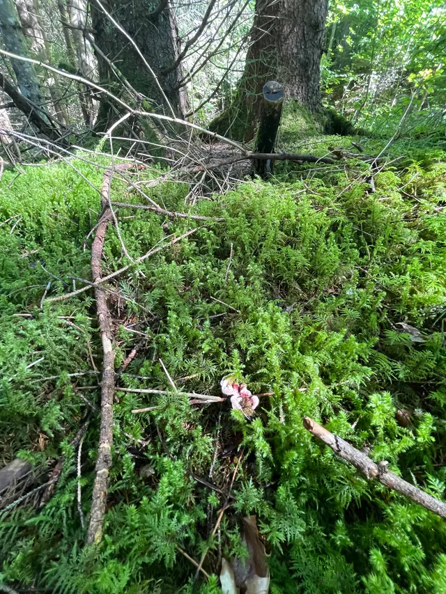 Devil's tooth