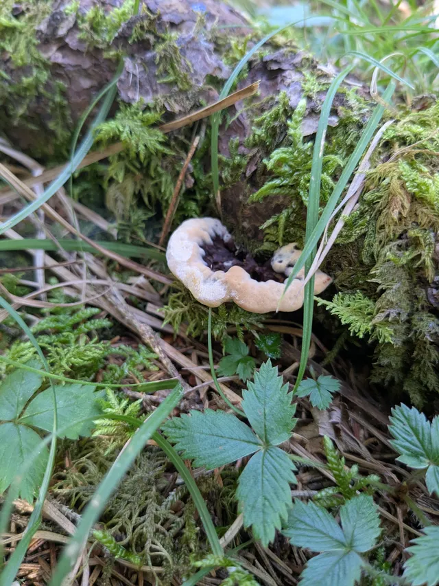 Devil's tooth