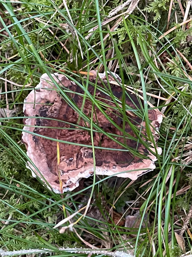 Devil's tooth
