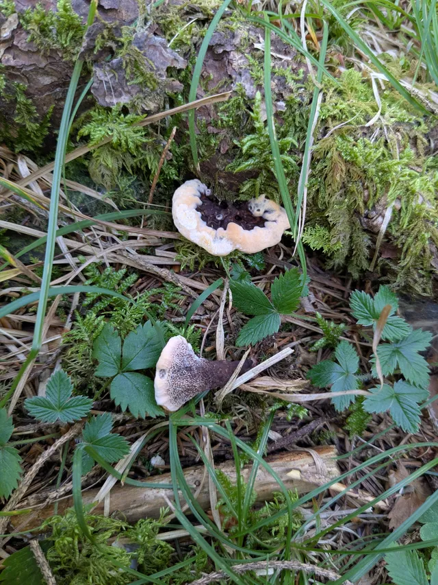 Devil's tooth