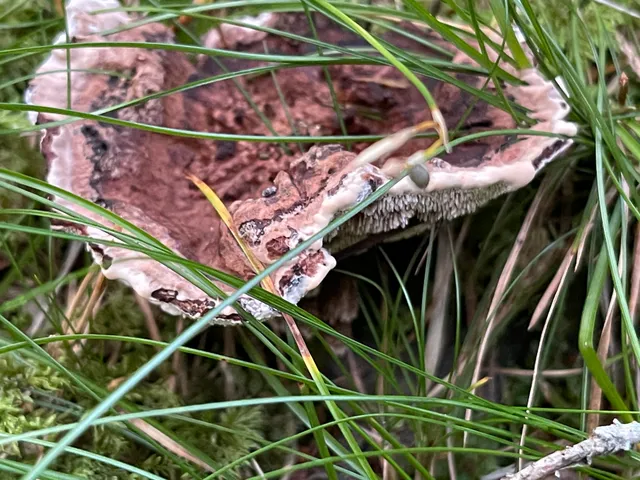 Devil's tooth