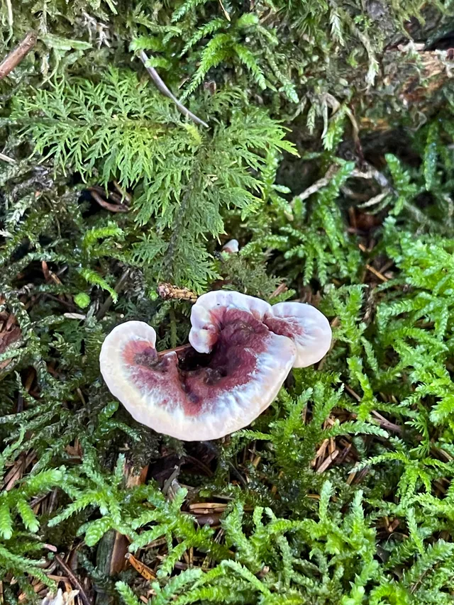 Devil's tooth