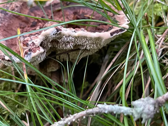 Devil's tooth