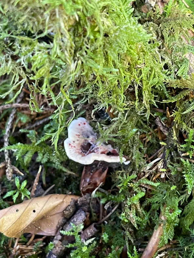Devil's tooth