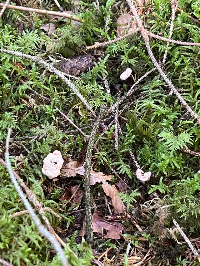 Devil's tooth