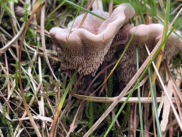 Devil's tooth