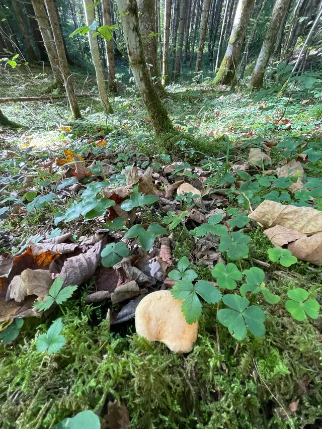 Wood Hedgehog