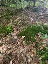 Wood Hedgehog