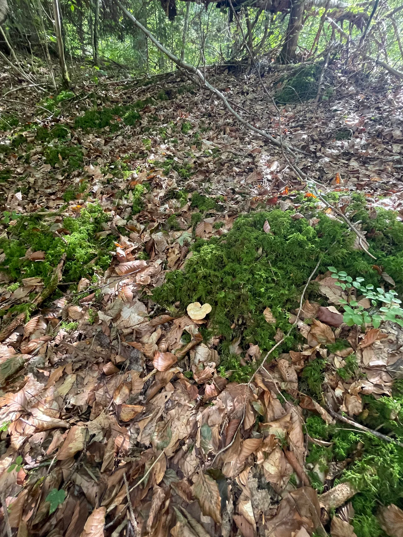 Wood Hedgehog — 1
