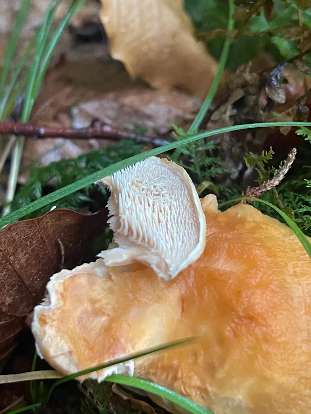 Wood Hedgehog
