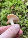 Wood Hedgehog