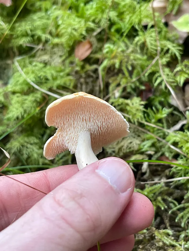 Wood Hedgehog