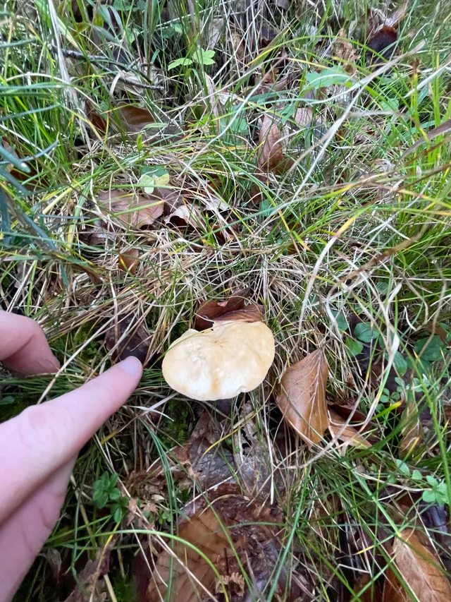 Wood Hedgehog