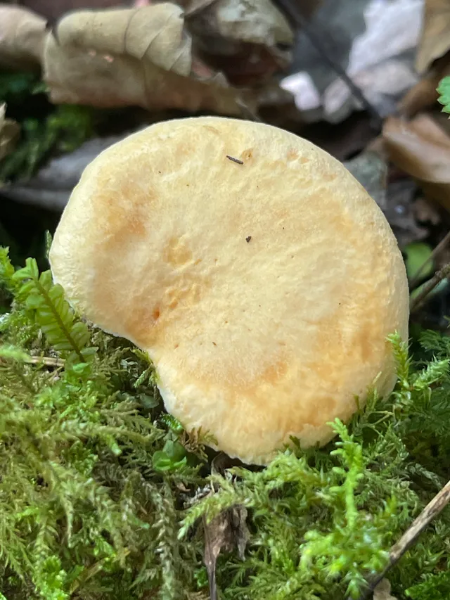 Wood Hedgehog