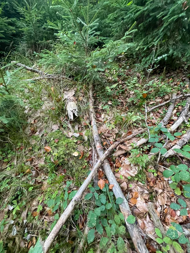 Wood Hedgehog