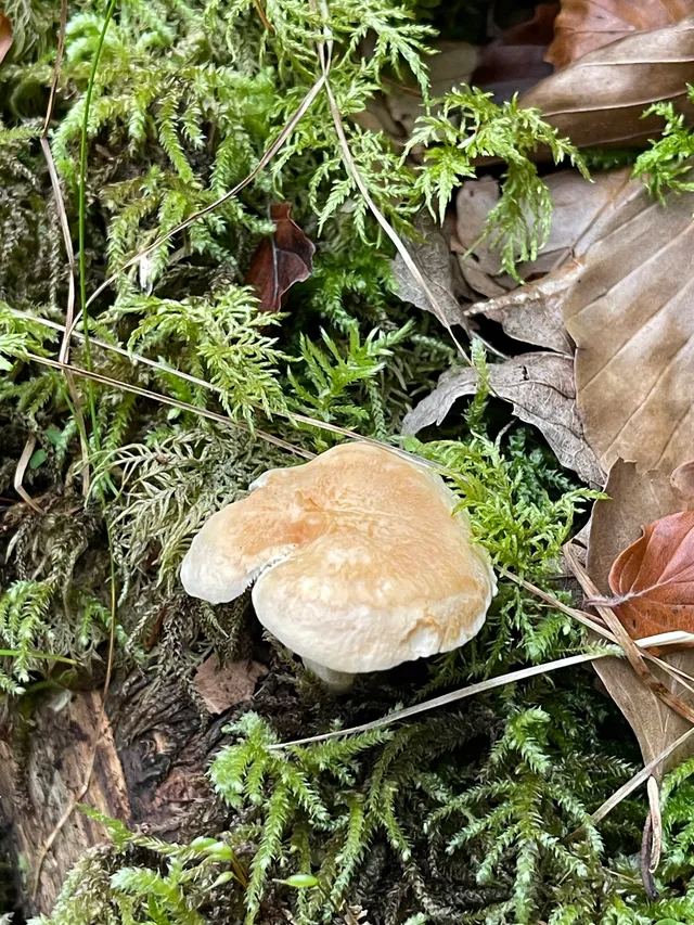 Wood Hedgehog