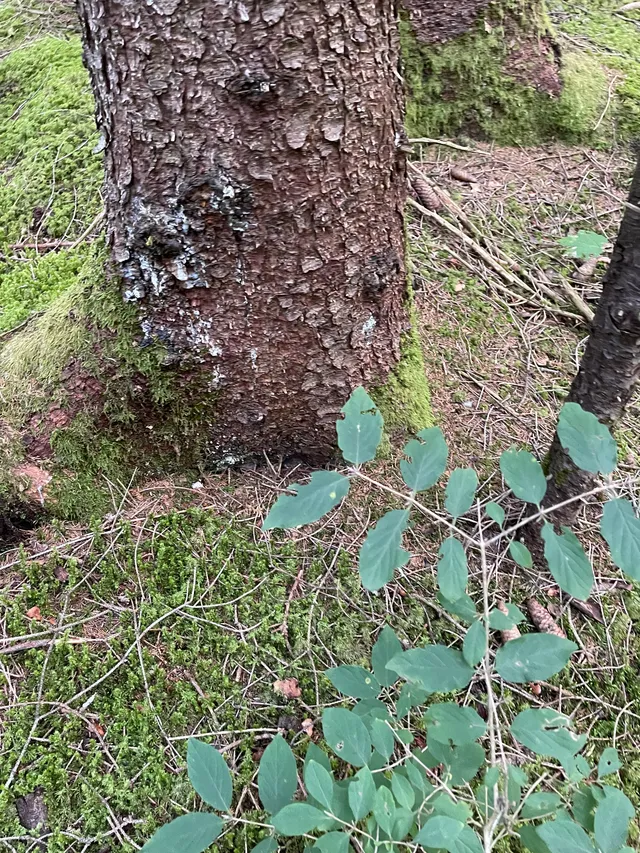 Wood Hedgehog