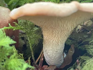 Wood Hedgehog — 3