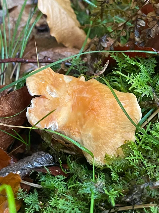 Wood Hedgehog