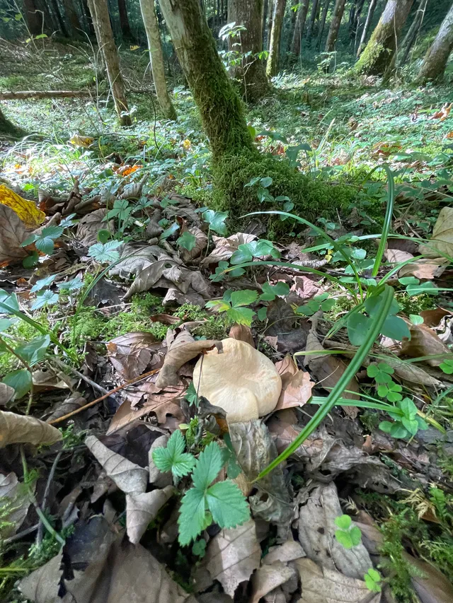 Wood Hedgehog