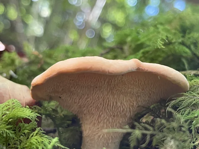 Wood Hedgehog