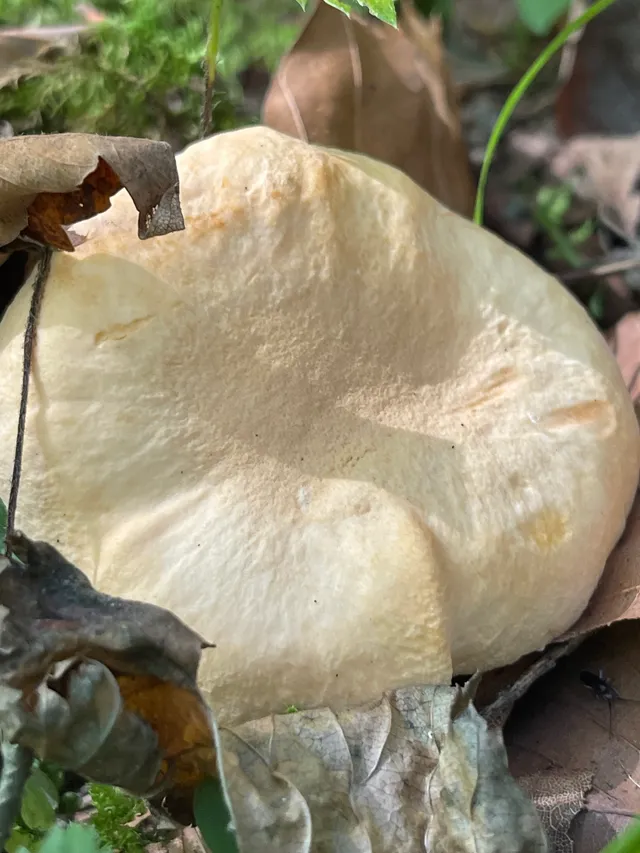 Wood Hedgehog