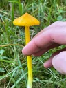 Persistent Waxcap