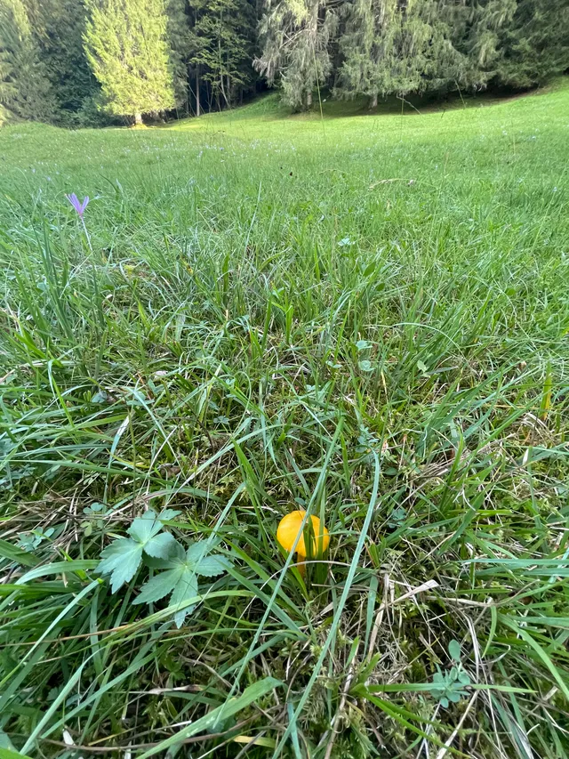 Persistent Waxcap