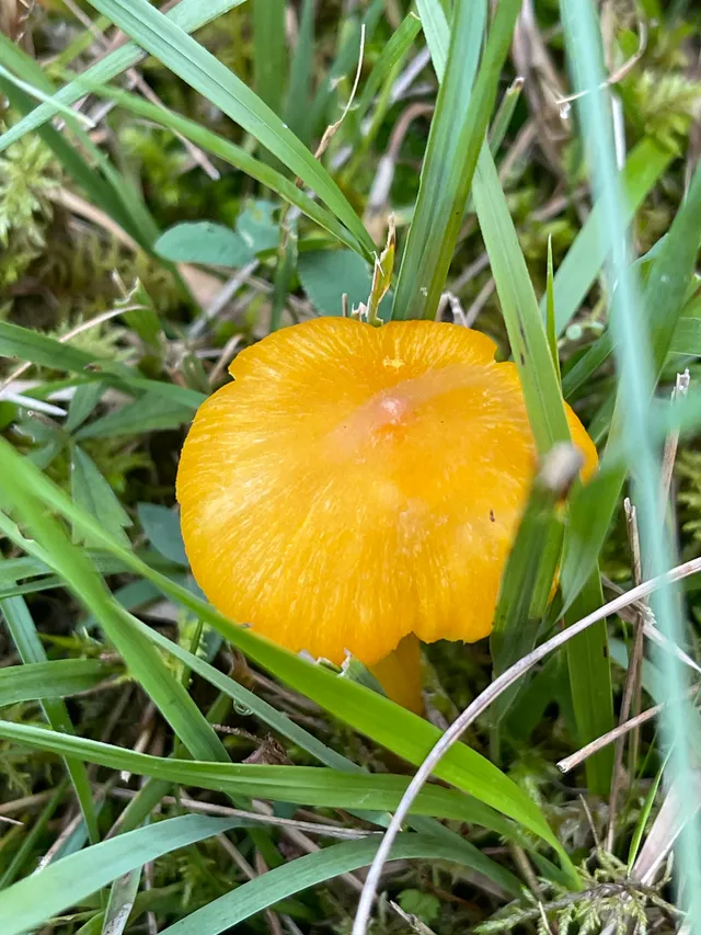 Persistent Waxcap