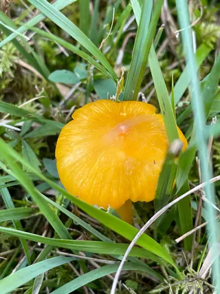 Persistent Waxcap — 3