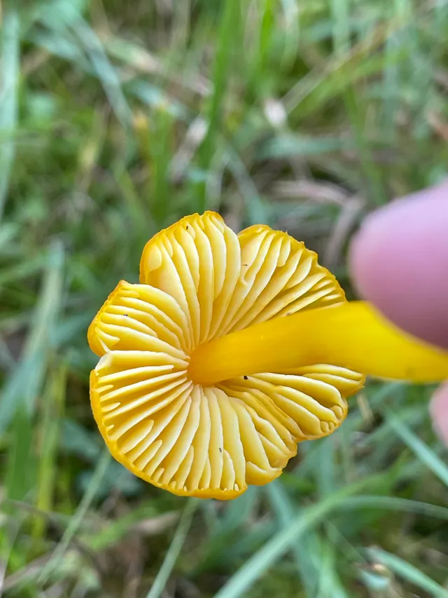 Persistent Waxcap