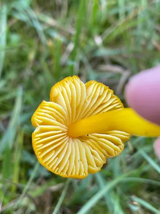 Persistent Waxcap — 4